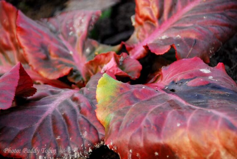Irish Heritage Plants Irish Garden Plant Society