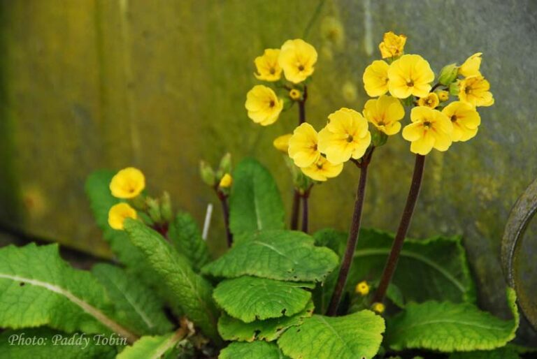 Irish Heritage Plants Irish Garden Plant Society