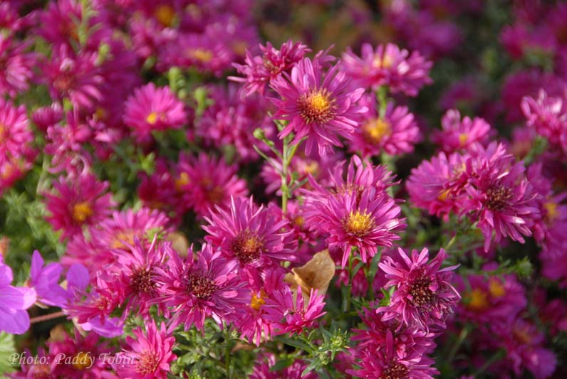 Aster - deep purple - Irish Garden Plant Society