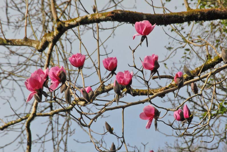 Magnolia 'Anne Congreve' (1)