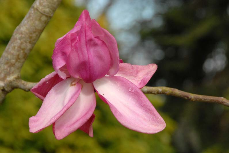 Magnolia campbelli 'Betty Jessel' (5)