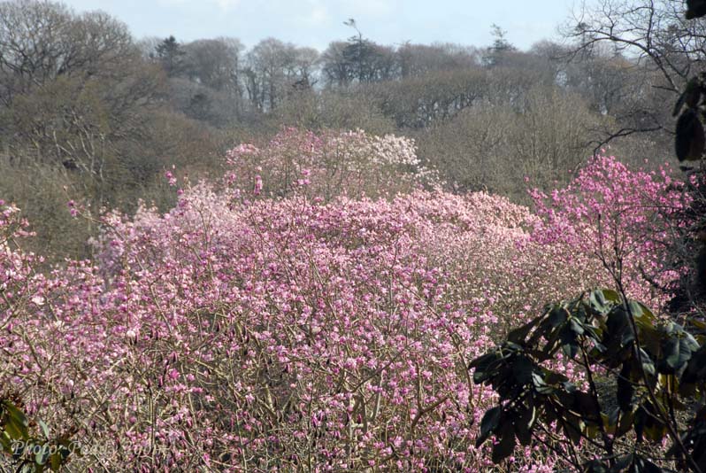 Magnolia campbellii (5)