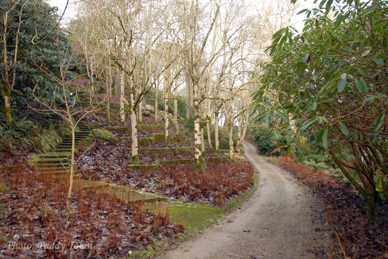 Magnolia campbellii on terraces