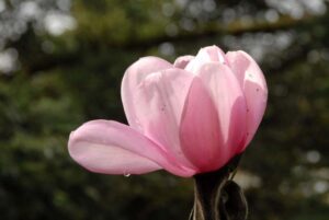 Magnolia 'Irene Congreve' (2)