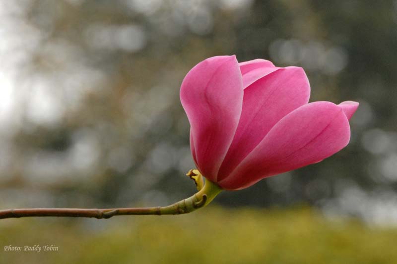 Magnolia 'John Congreve' (2)