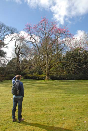 Magnolia 'John Congreve' with Michael White' (2)