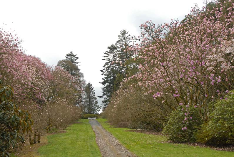 Magnolia walk (1)