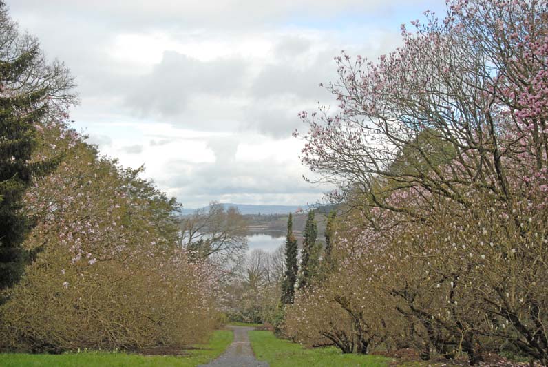 Magnolia walk (6)