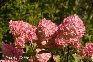 Leinster Plant Sale @ Institute of Education