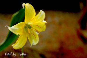 "Special Plants" - with Derry Watkins @ St. Bride's Hall