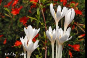 The Greedy Gardener - with Rosemary Maye @ Northridge House,