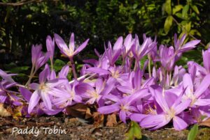 CANCELLED: First Days of Spring - Flowers, Foliage and Perfume with Liam Grainger @ Northridge House,