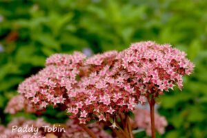 Interesting Plants for Autumn/Winter and Beyond - with Greenman Dave @ Northridge House