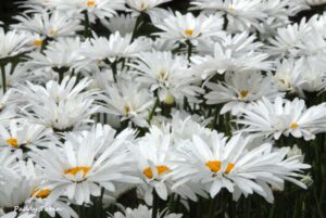 Garden Visit to Finnebrogue House and ‘Coille’ Garden, Finnebrogue Demesne @ Finnebrogue House