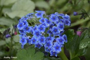 VISIT TO KILMACREW HOUSE GARDEN @ Kilmacrew House