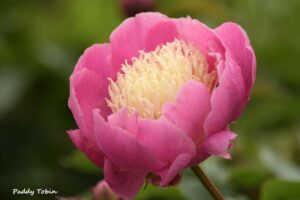Visit to Fernhill Cottage @ Fernhill Cottage
