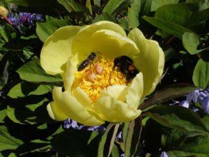 Pollinators in Your Garden - with Mary Montaut @ Zoom