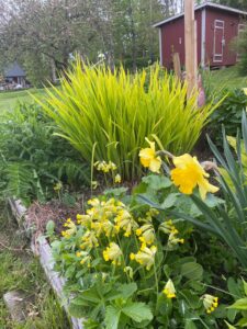 Iris siberica 'Fran's Gold'