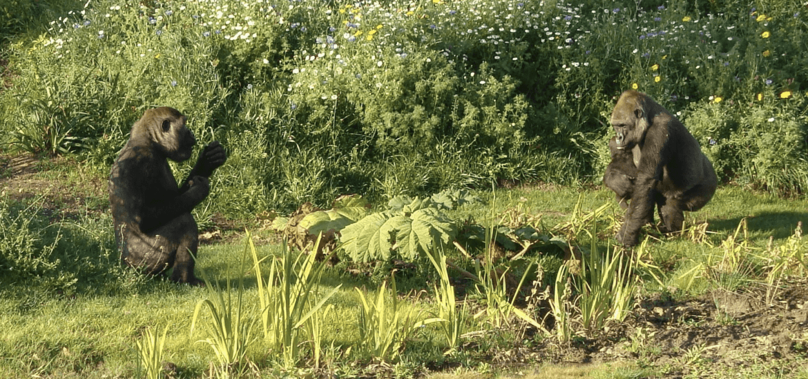 Gardening for Gorillas