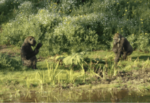 Gardening for Gorillas