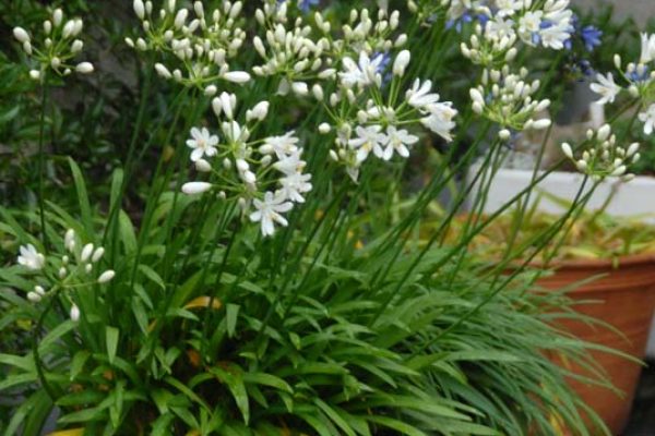 Agapanthus 'Kilmurry White'