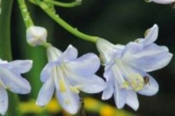 Agapanthus ‘Helen’