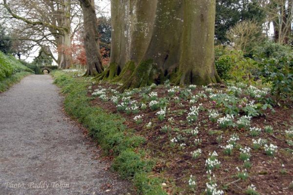 Altamont Gardens Feb 2015 (8)