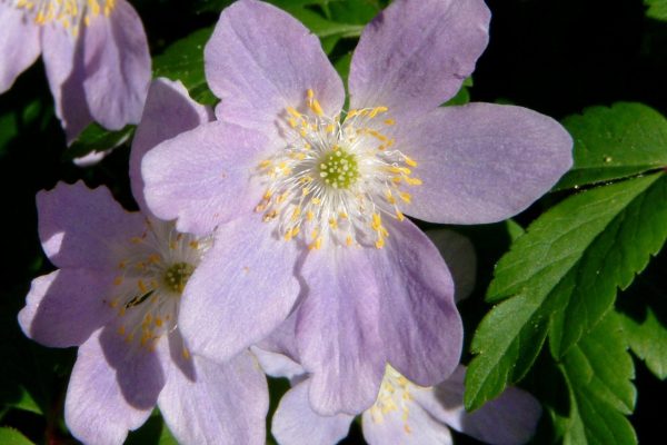 Anemone nemerosa 'Robinsoniana', one of the Irish heritage plants available at the Plant Sale next Saturday