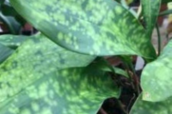 Aspidistra Irish Mist Issue 155B