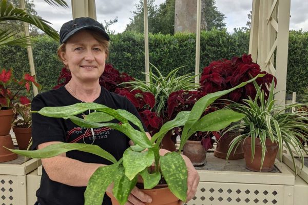 Aspidistra lurida 'Irish Mist' ex Bot Grdns.