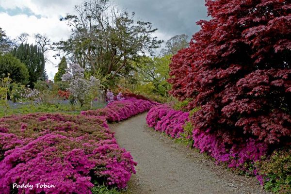 Azaleas outside Bell Gate (3)