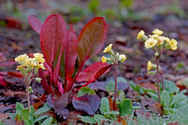 Bergenia 'Irish Crimson' with Primula 'June Blake'