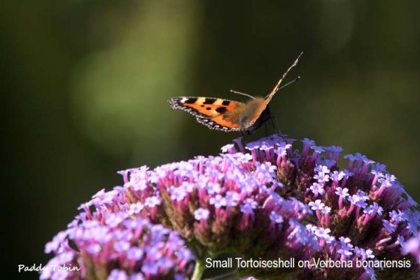 Butterfly on Verbena bonariensis