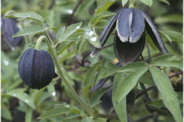 Clematis 'Glasnevin Dusk'