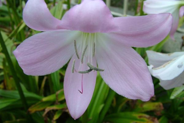 Crinum moorei