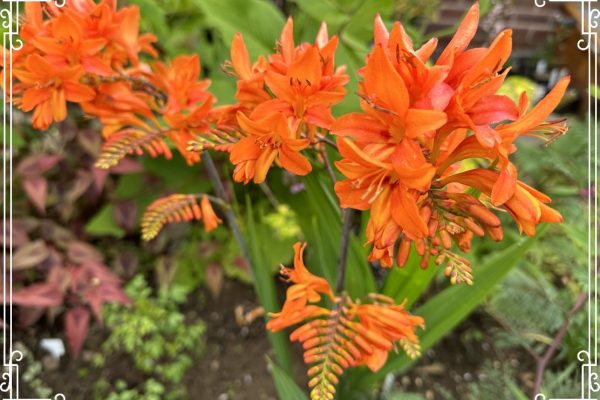 Crocosmia Fugue