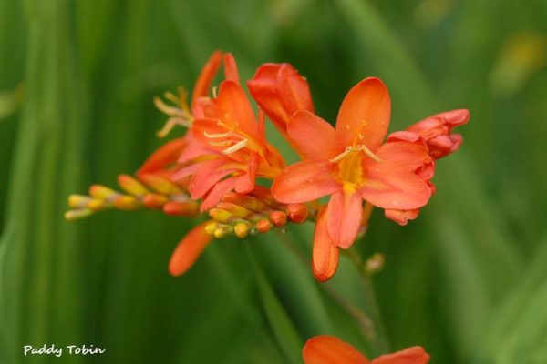 Crocosmia 'Severn Sunrise'