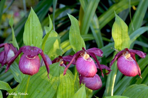 Cypripedium 'Kentucky Pink Blush' (2)