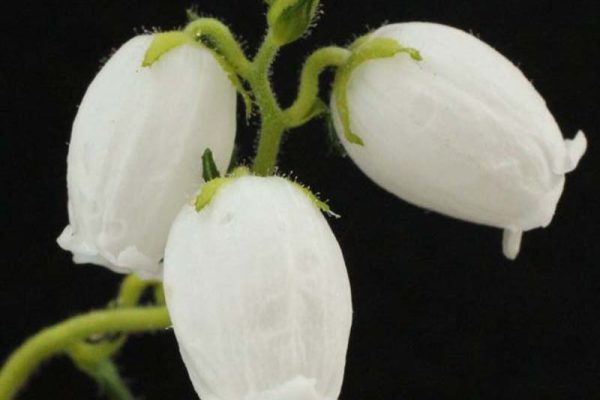 Daboaecia cantabrica 'Alba'