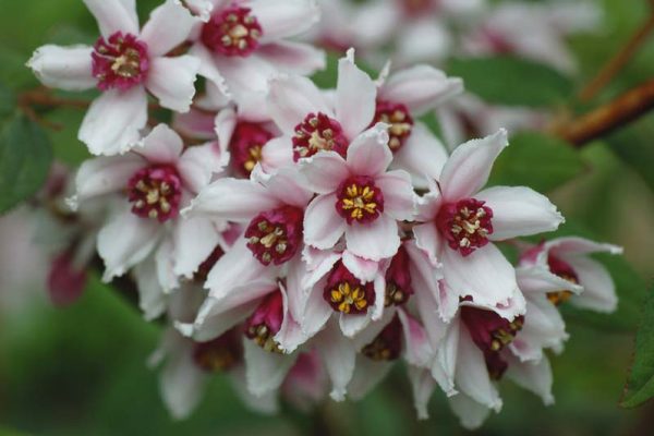 Deutzia purpurascens 'Alpine Magician' (2)