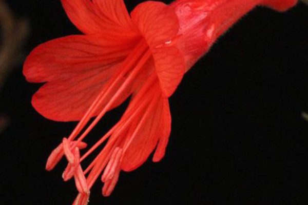 Epilobium canum 'Dublin'