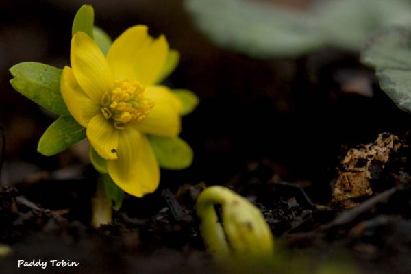 Eranthis hyemalis