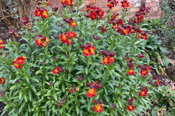 Erysimum, Ulster Folk Museum