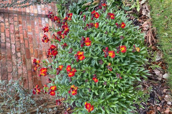 Erysimum, Ulster Folk Museum