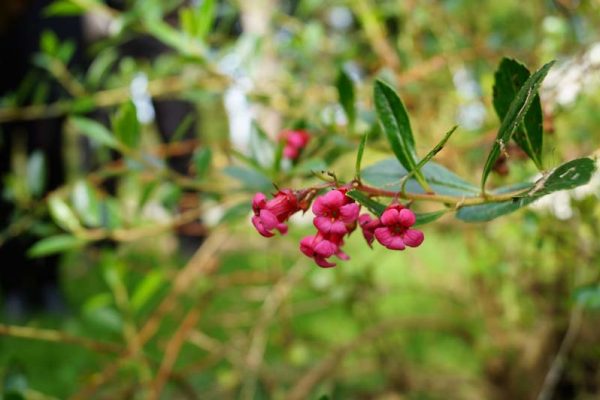 Escallonia 'Alice'