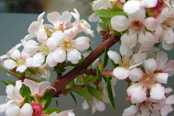 Escallonia 'Donard White'