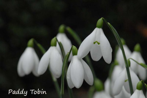 Galanthus 'Castlegar' (2)