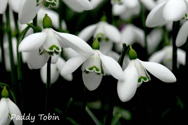 Galanthus 'Jenny Scott's Straffan' (2)