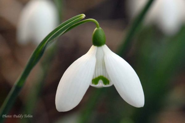 Galanthus 'Jenny Scott's Straffan' (3)