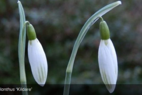 Galanthus Kildare Newsletter 157 Jan 23